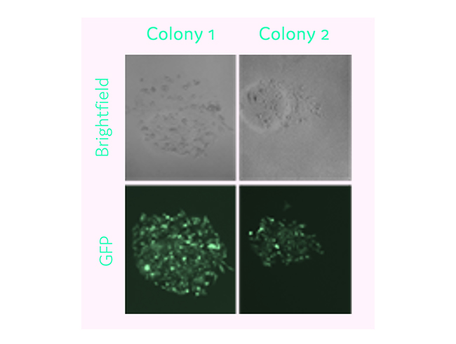 Transduction and transfection