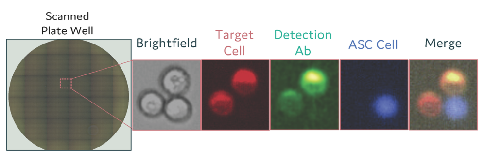 Dispensed cells imaged using a fluorescence microscope.