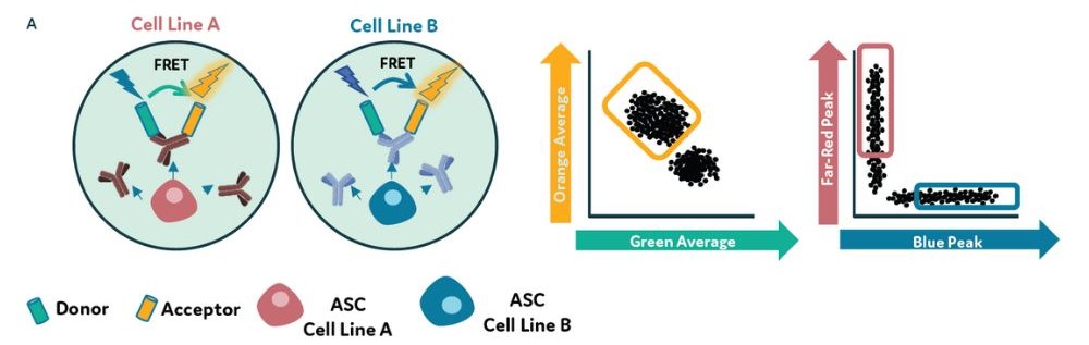 Cell line A vs Cell line B - FRET data with Cyto-Mine Chroma