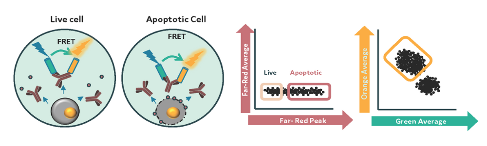 Schematic diagram for assay reaction and gating strategy during sorting.