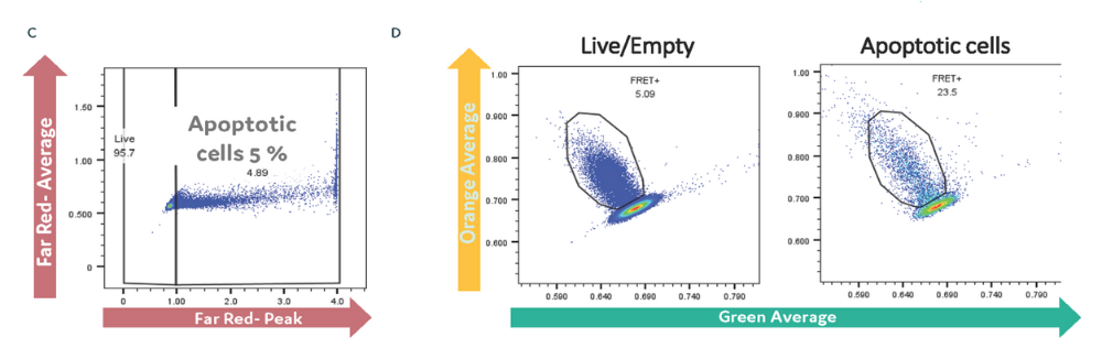 Figure C. Gating cells during sorting. Figure D. Analysis of FRET response in live versus apoptotic cell population