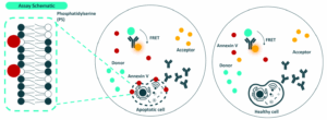 Cyto-Cellect® Human IgG Kappa and Viability Assay Kit