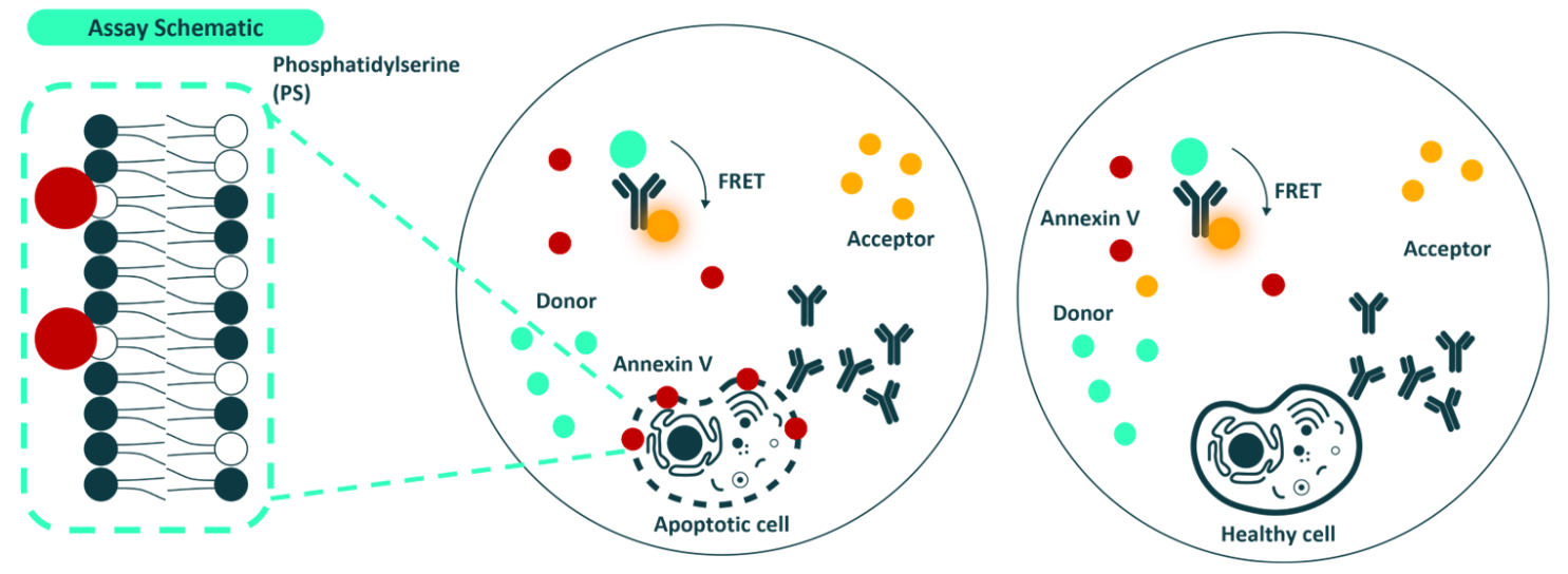 Cyto-Cellect® Human IgG Kappa and Viability Assay Kit: Enhancing Cell Line Development in Cyto-Mine® Chroma